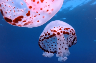 Google Expands Veo AI Video Generator To Cloud Cli...