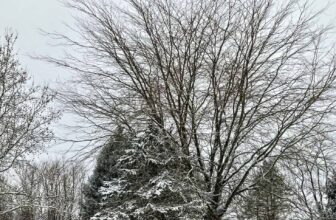 The Little Issues E-newsletter #451 – Life, ...