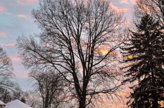 The Little Issues Publication #452 – Life, l...