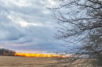 The Little Issues E-newsletter #454 – Life, ...