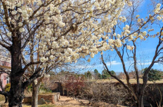 The Little Issues Publication #461 – Life, l...