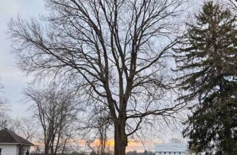 The Little Issues Publication #462 – Life, l...