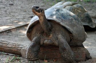Critically Endangered Tortoise Is a First-Time Mot...