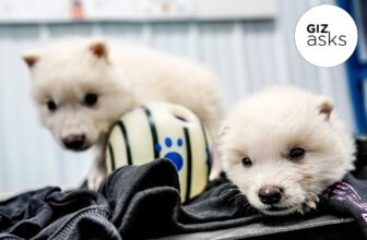 Has the Dire Wolf Actually Been Resurrected? We Re...