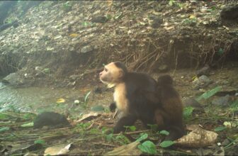 Capuchins Are Abducting Child Howler Monkeys in Un...