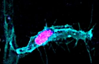 What You Discovered About Cell Division Is In all ...