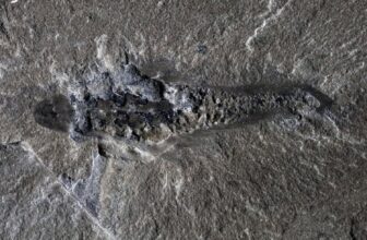 506-Million-Yr-Previous ‘Mothra’ Fossil Exhibi...