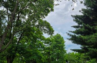 The Little Issues E-newsletter #474 – Life, ...