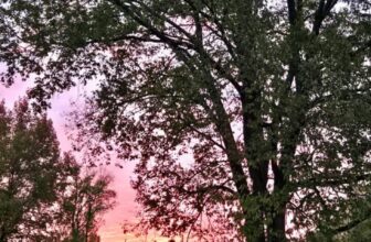 The Little Issues E-newsletter #494 – Life, ...