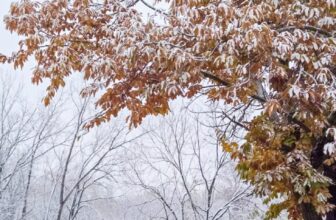 The Little Issues E-newsletter #496 – Life, ...