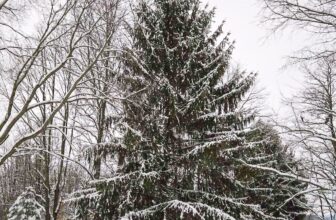 The Little Issues Publication #500 – Life, l...